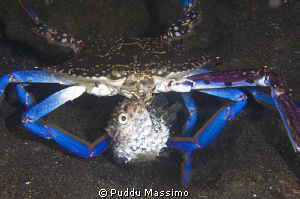 crab eating puffer fish,nikon d2x 60mm macro by Puddu Massimo 